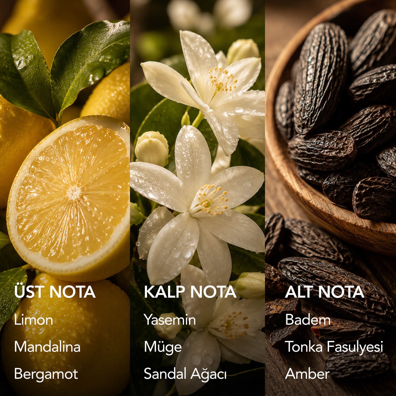 AURA BLEND DUO 3
